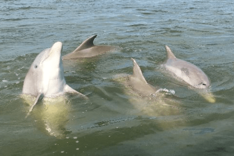 Four dolphins swimming in the ocean, partially above the water.